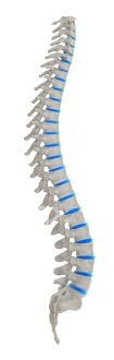 Spinal Collumn